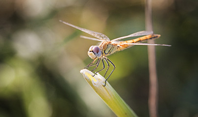 libelula