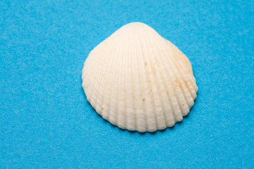 Obraz na płótnie Canvas Seashell isolated on the blue background