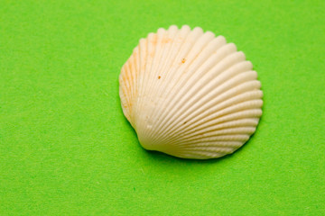 Seashell isolated on the green background