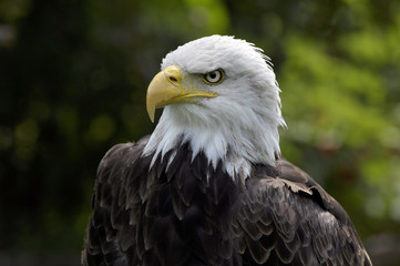 American Bald Eagle