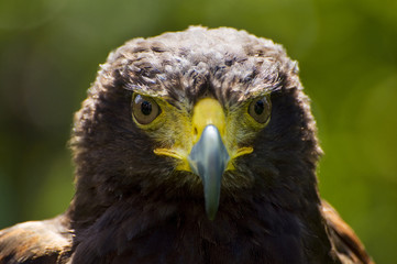 Harris hawk