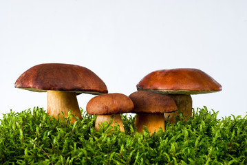 mushrooms on moss