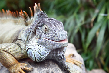 Iguana