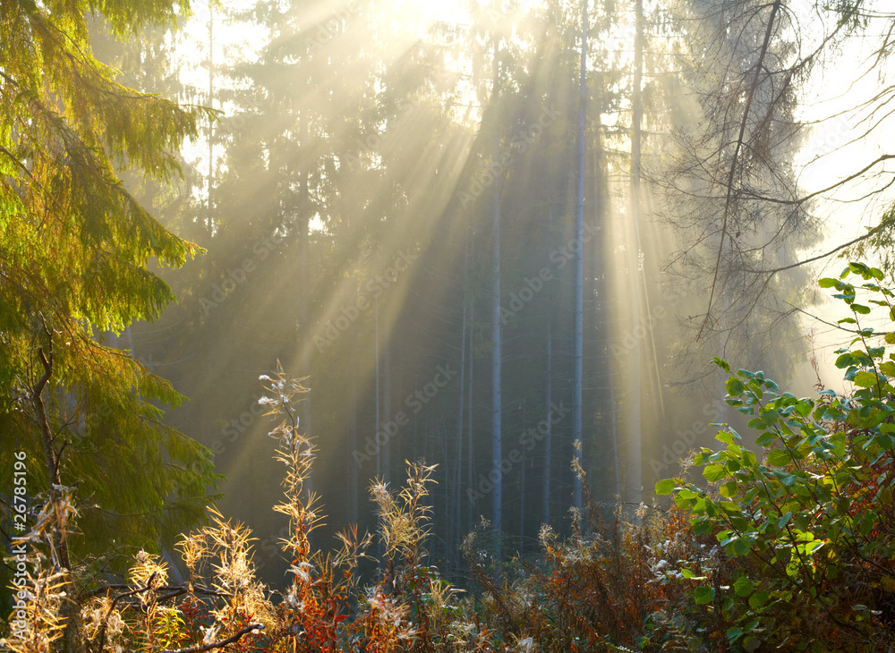 Wall mural morning forest