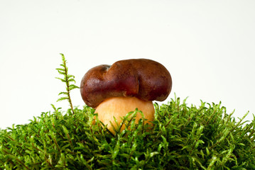 mushroom on moss