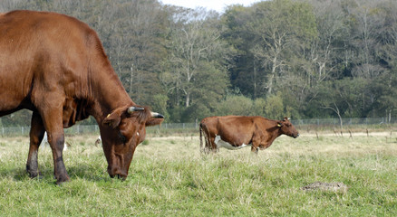 Danish red cattles