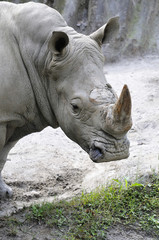 Obraz premium サイのポートレート