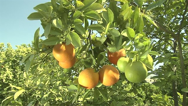 Orangen