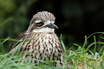 oedicnème bridé,burhinus grallarius