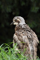 oedicnème bridé, burhinus grallarius