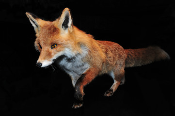 Fuchs auf der Lauer