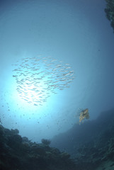 common Lionfish underneath school of fish