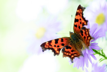 Lilac daisy