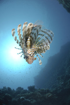 Common Lionfish And Sun