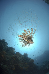 common Lionfish underneath school of fish