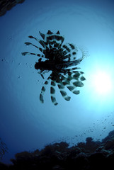 Silhouette of a lionfish