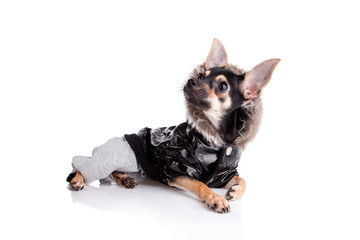 Small dog toy terrier in Jacket with a hood isolated on white