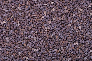 poppy seed
