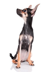 Smal dog toy terrier looking upwards isolated on white