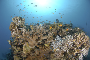 Naklejka na ściany i meble Tropical coral reef scene