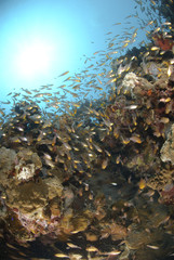 Fototapeta na wymiar School of glassfish