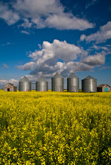 A row of steel grain bins in a field of yellow canola flowers