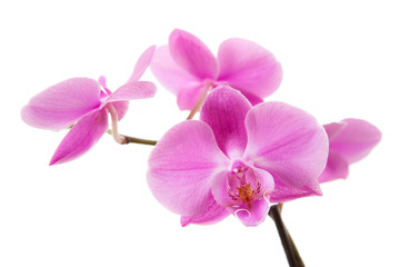 Naklejka na ściany i meble Purple Orchid na białym tle