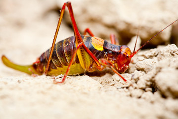 Yellow and red cricket