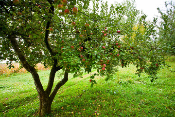 Fototapeta na wymiar Apple trees orchard