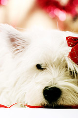 Westie