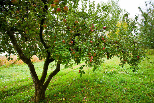 Apple trees orchard