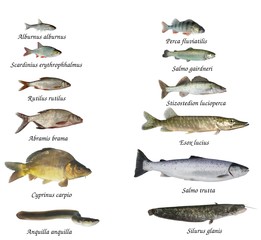 Fish of rivers and lakes