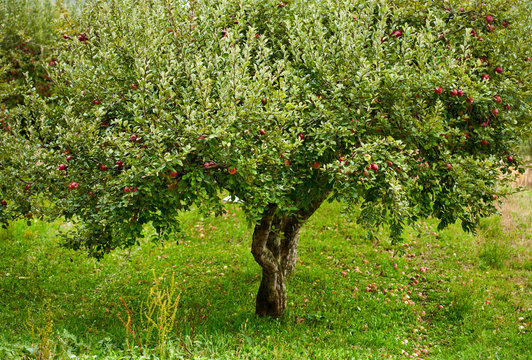 Apple trees orchard