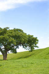 Fototapeta na wymiar Single tree in field