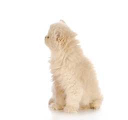 kitten looking sideways