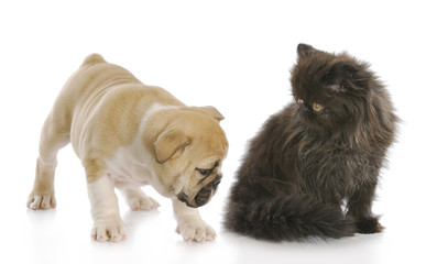 puppy sniffing kittens backside