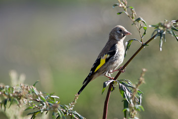 Goldfinch, Carduelis carduelis