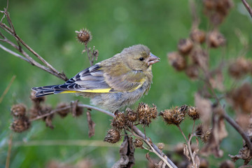 European Greenfinch, Carduelis chloris