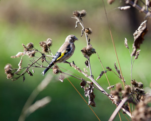 Obraz premium Goldfinch, Carduelis carduelis