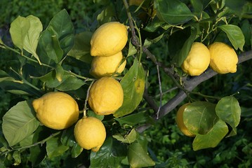 limoni