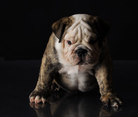 english bulldog puppy