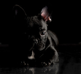 french bulldog