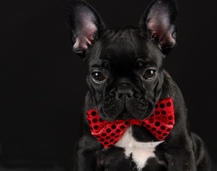 dog wearing red bowtie