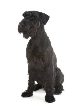 Riesenschnauzer