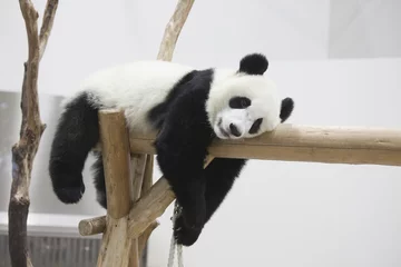Meubelstickers Panda Rustende kindpanda