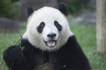 Fototapeta na wymiar Do twarzy z panda