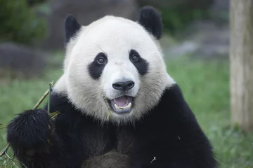 Foto op Plexiglas パンダの顔のアップ © macnai
