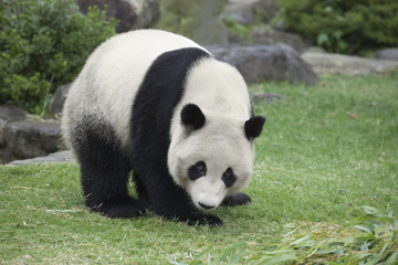 Fototapeta na wymiar Całe ciało panda