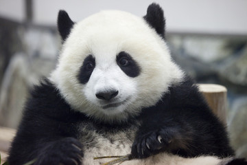 かわいいパンダ