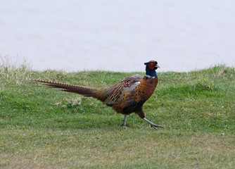 Pheasant